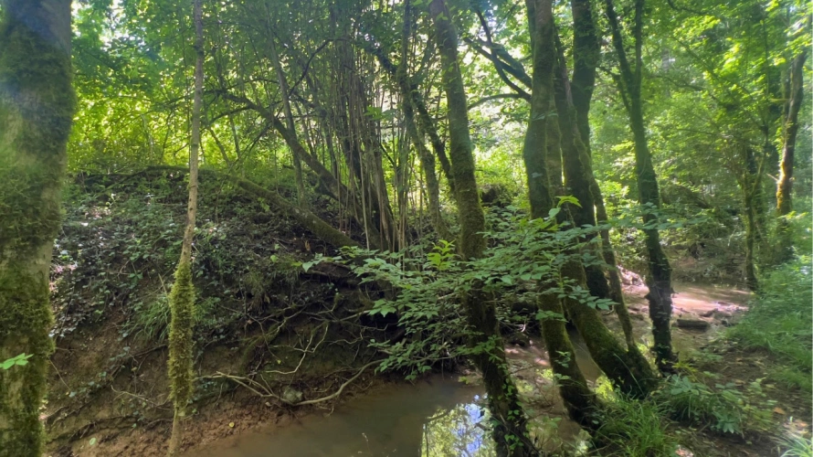 Photos 17 - Équestre - Somptueuse propriété à vocation équestre et touristique (12)