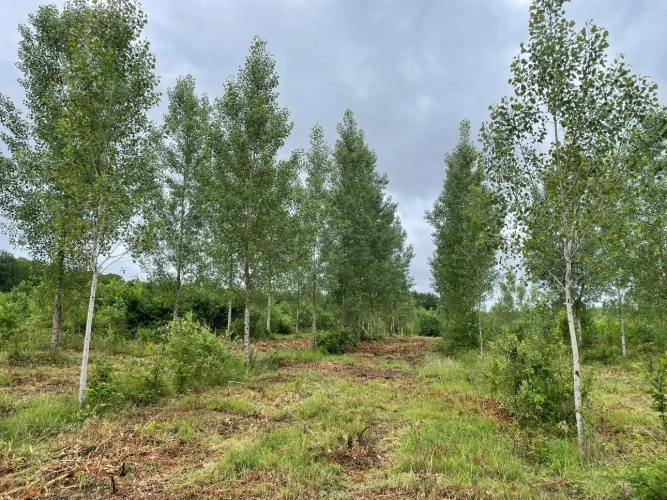 Photos 2 - Forestière - Propriété forestière de 20 ha en Haute-Saône