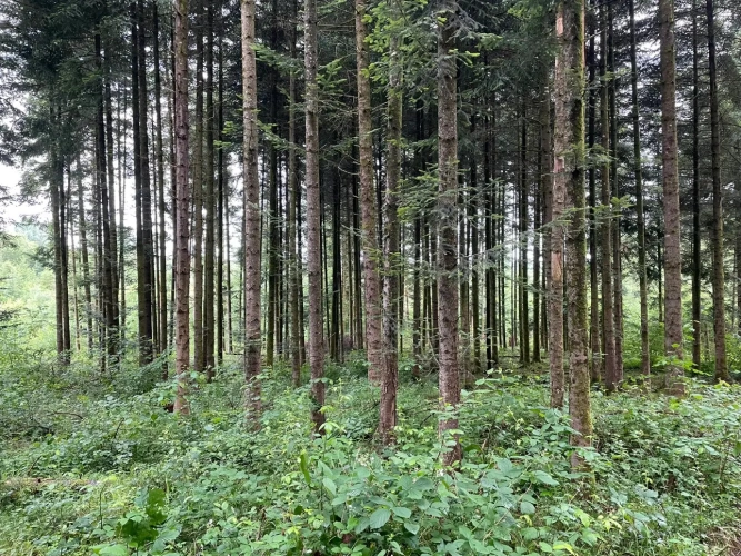 Photos 3 - Forestière - Propriété forestière de 20 ha en Haute-Saône