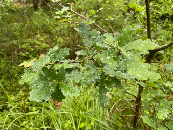 Photos 4 - Forestière - Propriété forestière de 20 ha en Haute-Saône