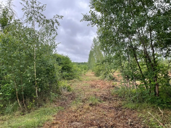 Photos 5 - Forestière - Propriété forestière de 20 ha en Haute-Saône