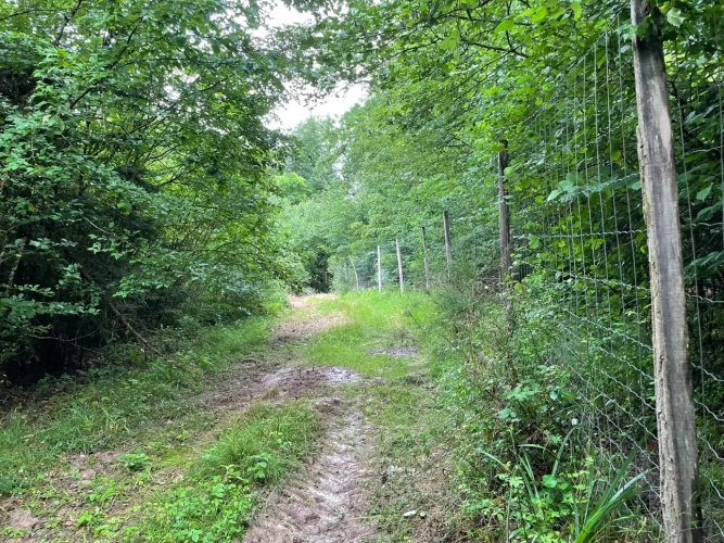 Photos 6 - Forestière - Propriété forestière de 20 ha en Haute-Saône