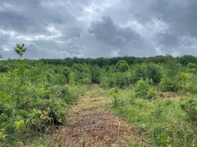 Photos 7 - Forestière - Propriété forestière de 20 ha en Haute-Saône