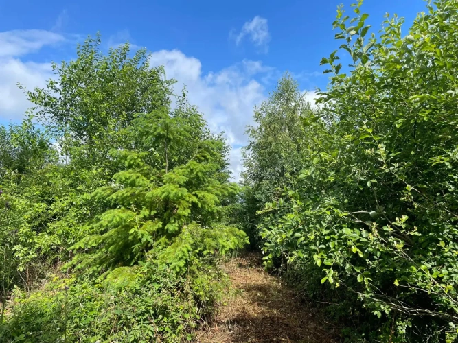 Photos 8 - Forestière - Propriété forestière de 20 ha en Haute-Saône
