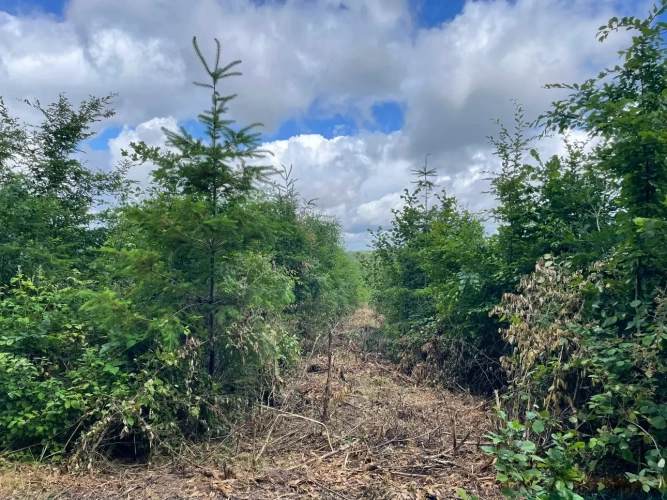 Photos 9 - Forestière - Propriété forestière de 20 ha en Haute-Saône