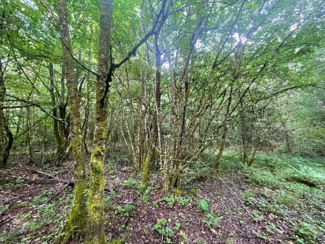 Photos 10 - Forestière - Propriété forestière de 20 ha en Haute-Saône