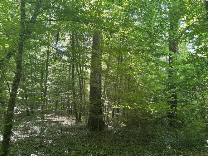 Photos 2 - Forestière - Forêt de production de chêne
