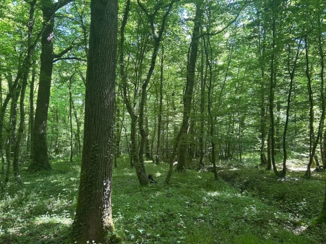 Photos 3 - Forestière - Forêt de production de chêne