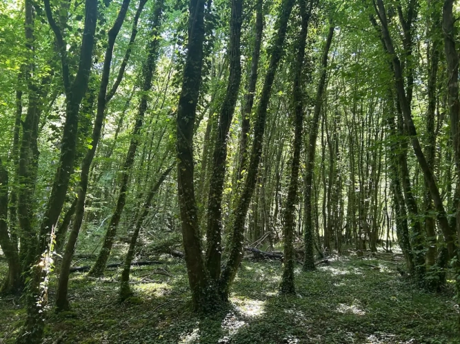Photos 4 - Forestière - Forêt de production de chêne