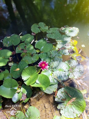 Photos 30 - Équestre - Propriété à vendre 11 pièces CELLES SUR BELLE (79)