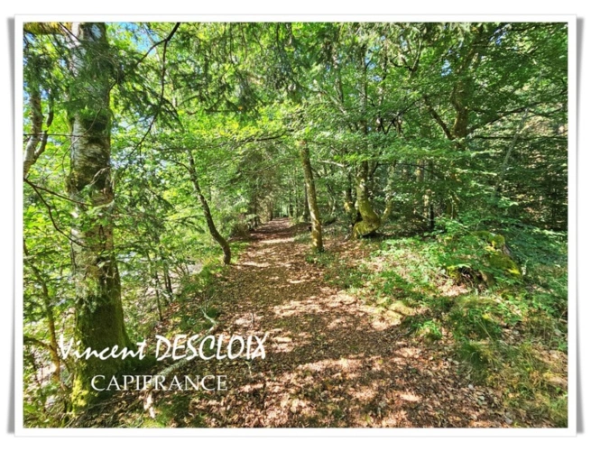 Photos 5 - Forestière - Terrain 19 965m² avec étang à vendre  GIEN SUR CURE (58230)