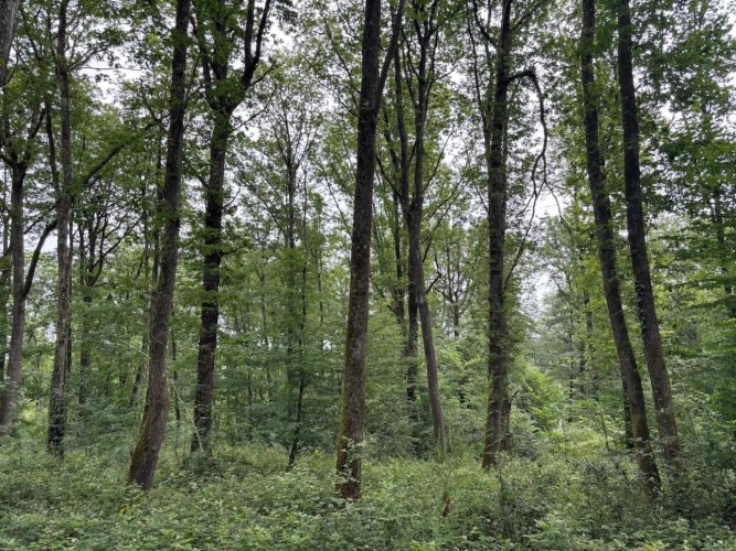 Photos 1 - Forestière - Forêt de production de chêne et sa palombière