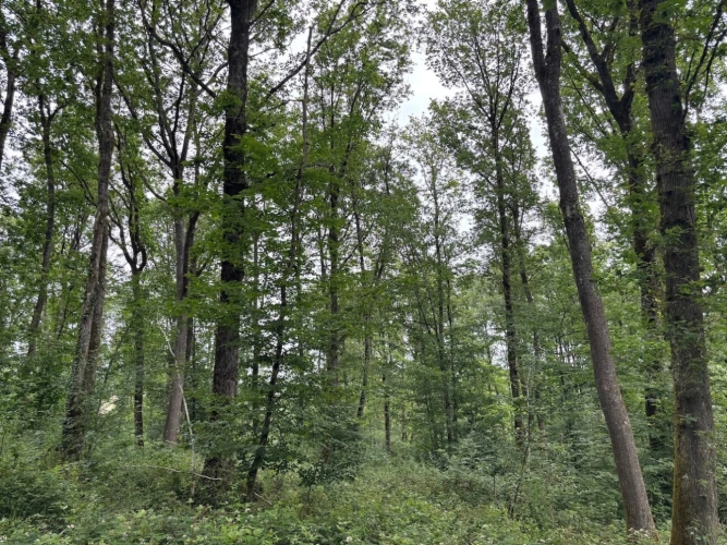 Photos 2 - Forestière - Forêt de production de chêne et sa palombière