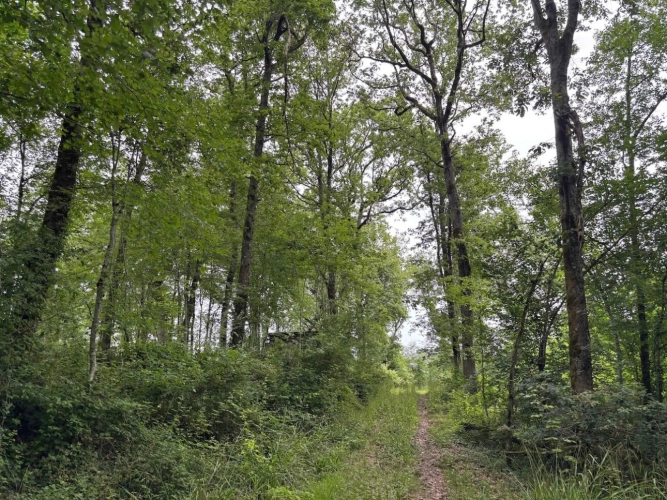 Photos 3 - Forestière - Forêt de production de chêne et sa palombière