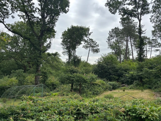 Photos 4 - Forestière - Forêt de production de chêne et sa palombière
