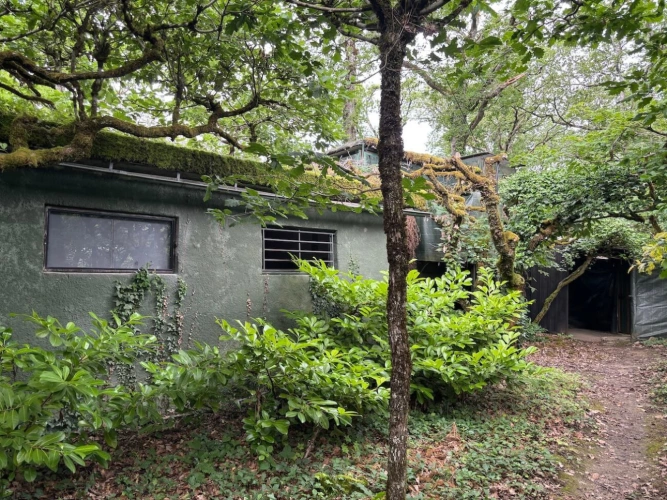 Photos 5 - Forestière - Forêt de production de chêne et sa palombière