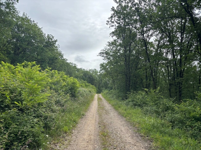Photos 6 - Forestière - Forêt de production de chêne et sa palombière