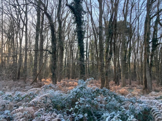 Photos 4 - Forestière - PROPRIÉTÉ DE CHASSE ET PÊCHE : DEUX ÉTANGS ET PARCELLES BOISÉES
