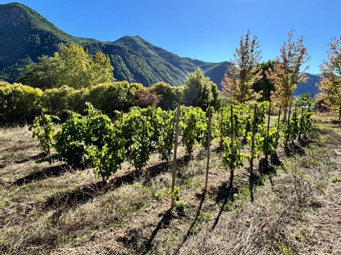 Photos 4 - Viticole - Domaine rare à la vente à 15 mn de Tallard sur 16874 m² de terrain.