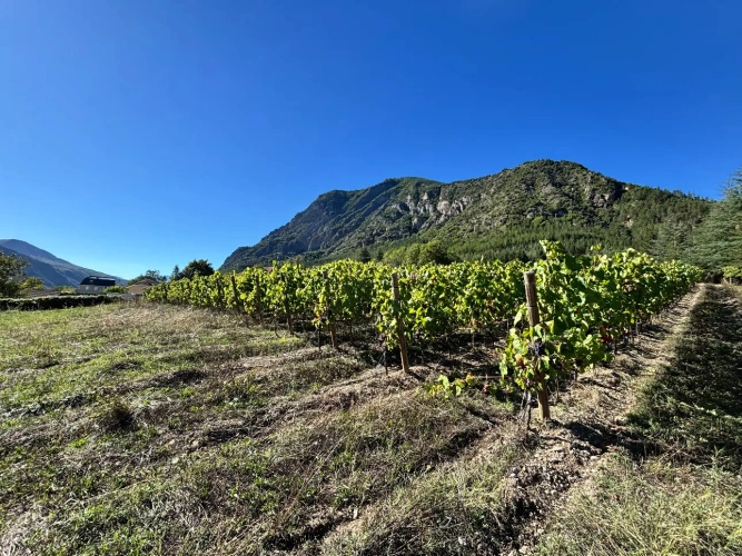 Photos 9 - Viticole - Domaine rare à la vente à 15 mn de Tallard sur 16874 m² de terrain.