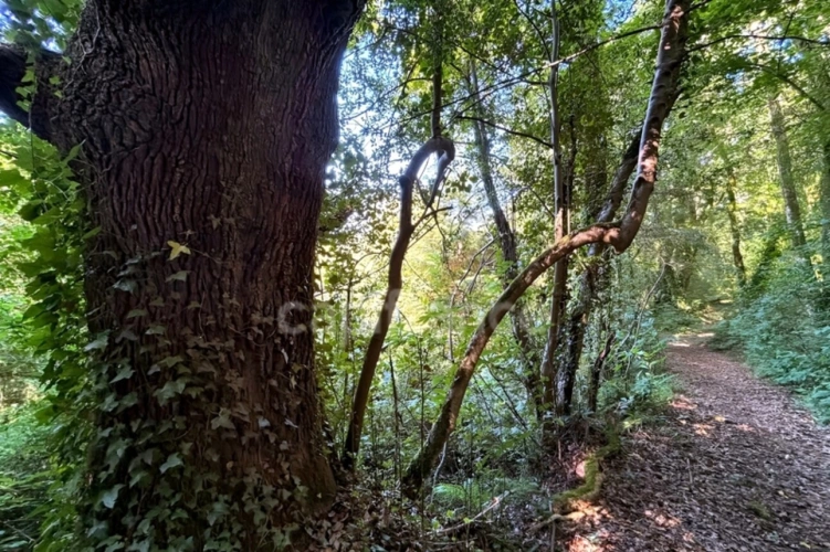 Photos 3 - Rurale - Terrain en zone naturelle et forestière boisé et fleuri de 4 880,00 m² proche de QUIMPER (29)
