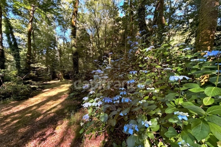 Photos 6 - Rurale - Terrain en zone naturelle et forestière boisé et fleuri de 4 880,00 m² proche de QUIMPER (29)