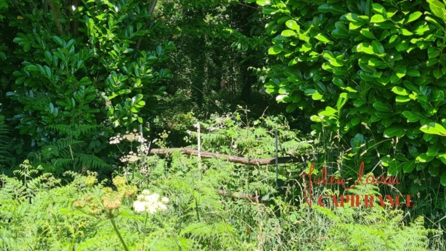 Photos 2 - Forest - Terrain à vendre  SCAER (29) - Environ 4,5 Ha