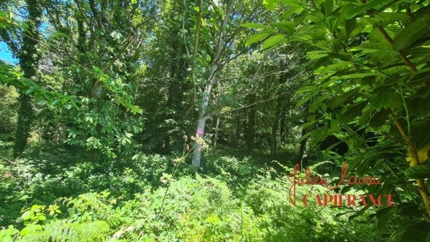 Photos 3 - Forest - Terrain à vendre  SCAER (29) - Environ 4,5 Ha
