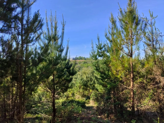 Photos 1 - Forestière - Investissez dans une forêt de 4 ha aux portes de Quimper