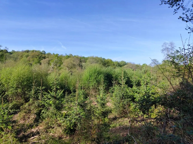 Photos 2 - Forestière - Investissez dans une forêt de 4 ha aux portes de Quimper