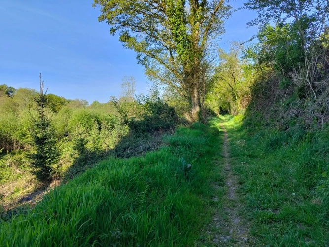 Photos 3 - Forestière - Investissez dans une forêt de 4 ha aux portes de Quimper