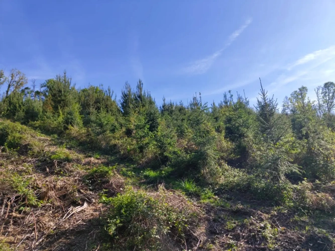 Photos 4 - Forestière - Investissez dans une forêt de 4 ha aux portes de Quimper