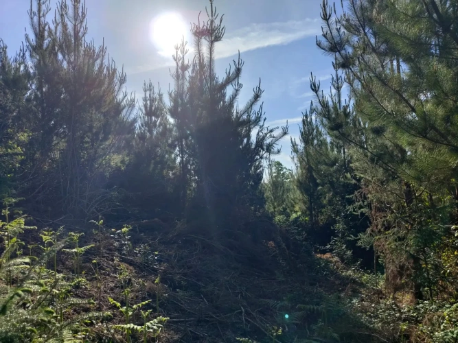 Photos 5 - Forestière - Investissez dans une forêt de 4 ha aux portes de Quimper