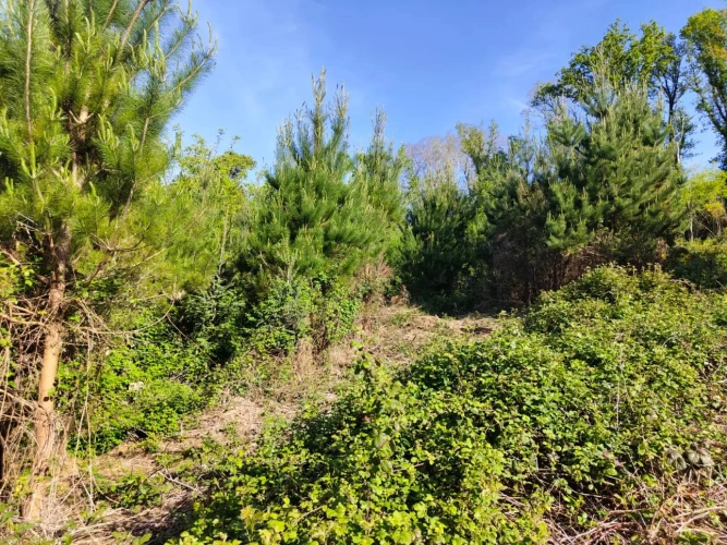 Photos 6 - Forestière - Investissez dans une forêt de 4 ha aux portes de Quimper