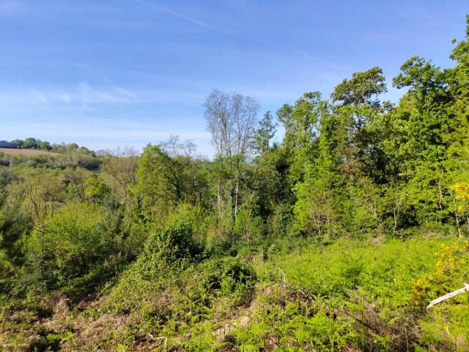 Photos 7 - Forestière - Investissez dans une forêt de 4 ha aux portes de Quimper