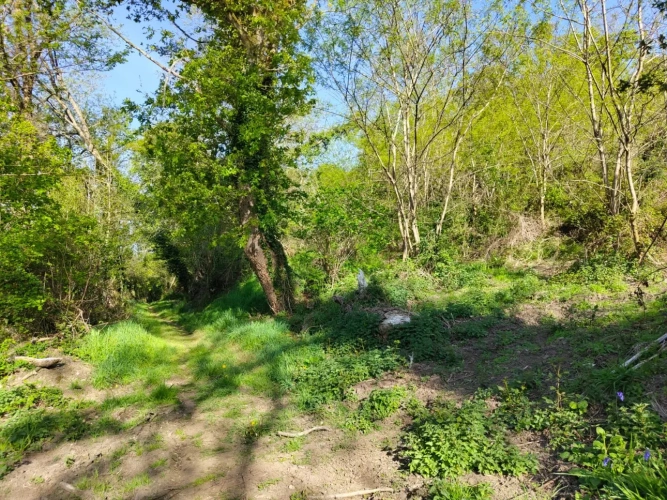 Photos 8 - Forestière - Investissez dans une forêt de 4 ha aux portes de Quimper