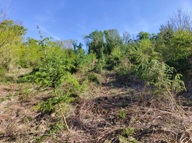 Photos 9 - Forestière - Investissez dans une forêt de 4 ha aux portes de Quimper