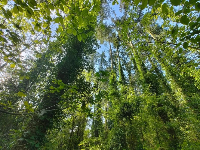 Photos 1 - Forestière - Forêt de Douglas proche Saint Malo