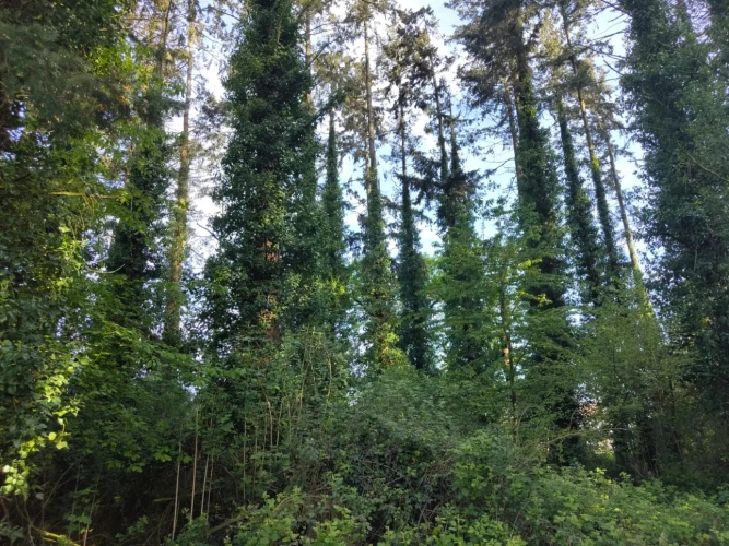 Photos 2 - Forestière - Forêt de Douglas proche Saint Malo