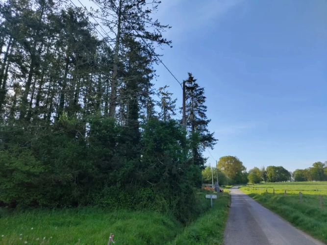 Photos 3 - Forestière - Forêt de Douglas proche Saint Malo