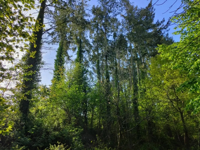 Photos 4 - Forestière - Forêt de Douglas proche Saint Malo