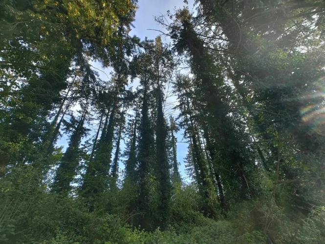 Photos 6 - Forestière - Forêt de Douglas proche Saint Malo