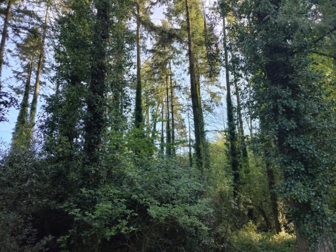 Photos 7 - Forestière - Forêt de Douglas proche Saint Malo