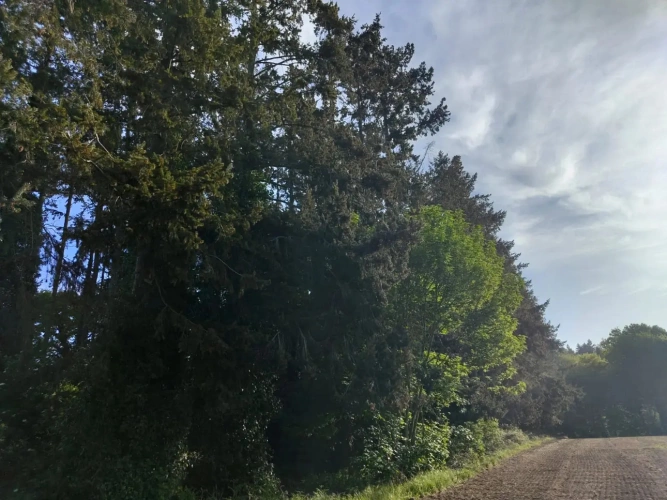 Photos 9 - Forestière - Forêt de Douglas proche Saint Malo