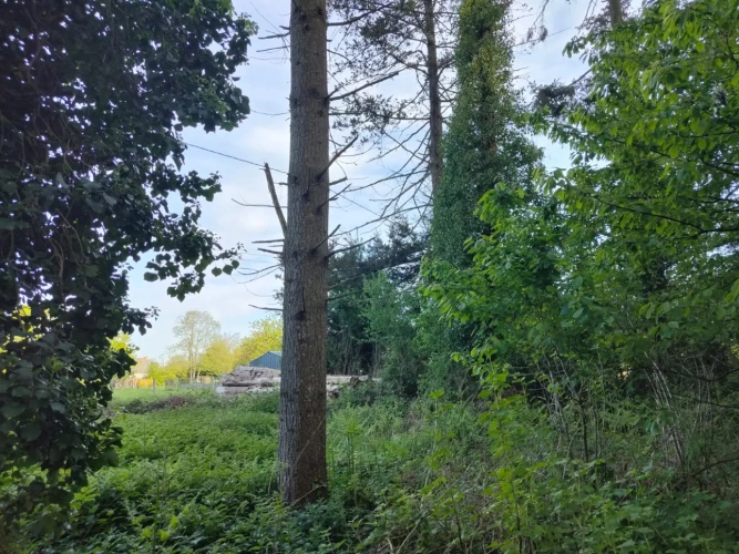 Photos 10 - Forestière - Forêt de Douglas proche Saint Malo