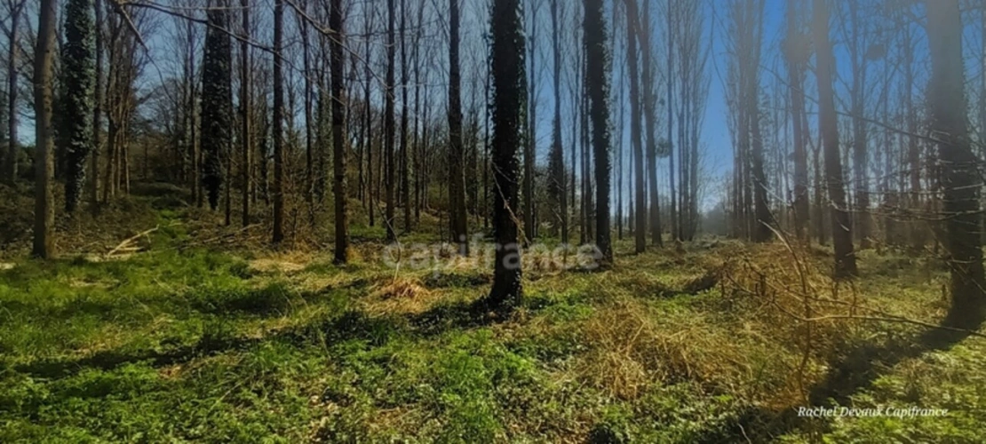 Photos 2 - Rurale - A VENDRE TERRAIN DE LOISIR A PANCE (35)