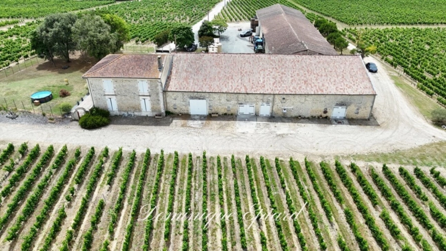 Photos 4 - Vineyard - FOR SALE Domaine Viticole Cru Bourgeois Médoc Exceptional view