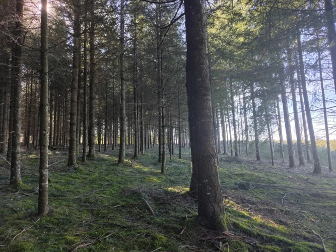 Photos 1 - Forestière - Massif forestier avec ruisseau, proche de Laguiole