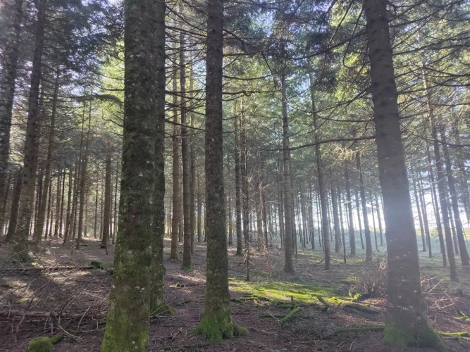 Photos 2 - Forestière - Massif forestier avec ruisseau, proche de Laguiole