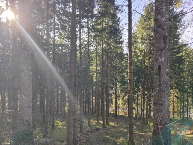 Photos 3 - Forestière - Massif forestier avec ruisseau, proche de Laguiole